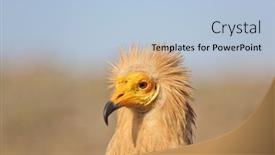  Presentation with egyptian - Presentation theme enhanced with egyptian-vulture-neophron-percnopterus-socotra background and a light blue colored foreground