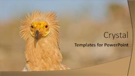  Presentation with egyptian nicle - Beautiful slide deck featuring egyptian-vulture-neophron-percnopterus-socotra backdrop and a coral colored foreground