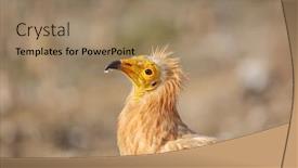  Presentation with egyptian - PPT theme with egyptian-vulture-neophron-percnopterus-socotra background and a coral colored foreground