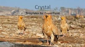  Presentation with egyptian - Colorful slide set enhanced with egyptian-vulture-neophron-percnopterus-socotra backdrop and a light blue colored foreground