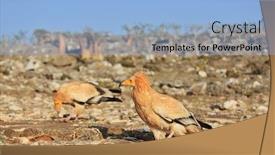  Presentation with egyptian - Colorful slide deck enhanced with egyptian-vulture-neophron-percnopterus-socotra backdrop and a light blue colored foreground