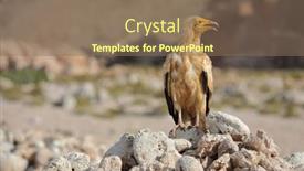  Presentation with egyptian - Presentation theme consisting of egyptian-vulture-neophron-percnopterus-socotra background and a violet colored foreground