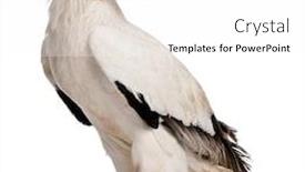  Presentation with naughty girl is standing - Colorful slide deck enhanced with egyptian-vulture-neophron-percnopterus-standing backdrop and a white colored foreground