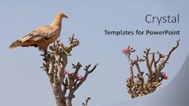  Presentation with egyptian - Presentation theme consisting of egyptian-vulture-neophron-percnopterus background and a  colored foreground