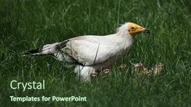 Presentation with egyptian - PPT layouts enhanced with egyptian-vulture-neophron-percnopterus background and a tawny brown colored foreground