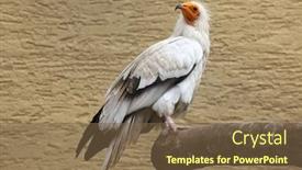  Presentation with egyptian - Presentation design having egyptian-vulture-neophron-percnopterus background and a tawny brown colored foreground