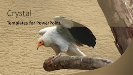  Presentation with egyptian - Slide set featuring egyptian-vulture-neophron-percnopterus background and a coral colored foreground