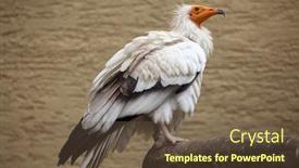  Presentation with egyptian - PPT theme consisting of egyptian-vulture-neophron-percnopterus background and a tawny brown colored foreground