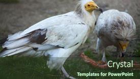  Presentation with egyptian - Slides with egyptian-vulture-neophron-percnopterus background and a tawny brown colored foreground