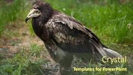  Presentation with animal pets on white - Colorful slide deck enhanced with egyptian vulture neophron percnopterus also known as the white scavenger vulture wildlife animal backdrop and a tawny brown colored foreground