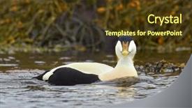  Presentation with environmental chemistry water - Slides having eider somateria mollissima in water background and a tawny brown colored foreground