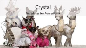  Presentation with white christmas - Beautiful PPT theme featuring eight clauses - chihuahuas 4 years 1 5 backdrop and a white colored foreground