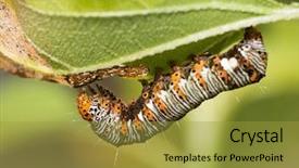  Presentation with caterpillar - Audience pleasing theme consisting of eight-spotted forester caterpillar backdrop and a gold colored foreground