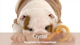  Presentation with english alphabet set in old - Audience pleasing presentation theme consisting of eight week old english bulldog backdrop and a coral colored foreground