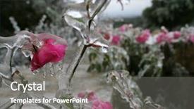  Presentation with pink flowers - PPT layouts with el nino - frozen pink flowers in texas background and a gray colored foreground