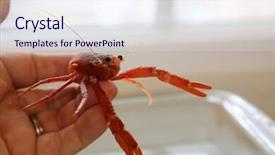  Presentation with specimen - Audience pleasing presentation theme consisting of el nino - pleuroncodes planipes aka red pelagic backdrop and a  colored foreground