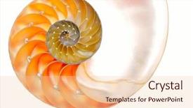  Presentation with shell - Presentation theme having elaborate - nautilus shell isolated on white background and a lemonade colored foreground