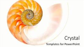  Presentation with shell - Beautiful PPT theme featuring elaborate - nautilus shell isolated on white backdrop and a cream colored foreground