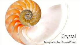  Presentation with shell - Theme with elaborate - nautilus shell isolated on white background and a cream colored foreground