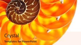  Presentation with clam shell - Slide deck enhanced with elaborate - nautilus shell section isolated background and a gray colored foreground