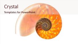  Presentation with outsourced based section - Slide deck enhanced with elaborate - nautilus shell section isolated background and a lemonade colored foreground