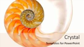 Presentation with shell - Amazing presentation having elaborate - nautilus shell section backdrop and a lemonade colored foreground