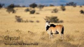  Presentation with south africa - Beautiful presentation design featuring eland-antelope-tragelaphus-oryx backdrop and a coral colored foreground