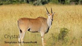  Presentation with natural islami - Slide set consisting of eland-antelope-tragelaphus-oryx background and a yellow colored foreground
