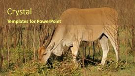  Presentation with south africa - Presentation design having eland-antelope-tragelaphus-oryx background and a  colored foreground