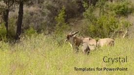  Presentation with scientific - PPT theme featuring eland-scientific-name-taurotragus-oryx background and a yellow colored foreground