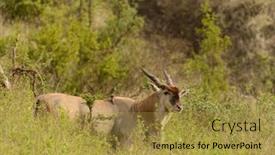  Presentation with scientific - Presentation design with eland-scientific-name-taurotragus-oryx background and a gold colored foreground