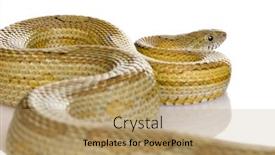  Presentation with front of burj khalifa - Audience pleasing PPT layouts consisting of elaphe-guttata-in-front backdrop and a coral colored foreground