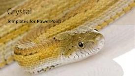  Presentation with background - Cool new theme with elaphe-guttata-in-front backdrop and a gold colored foreground