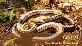  Presentation with japanese music - Theme consisting of elaphe quadrivirgata japanese four-lined ratsnake japanese striped snake in the wild background and a tawny brown colored foreground