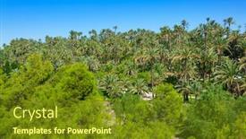  Presentation with community - Slide deck having elche elx alicante el palmeral park with many palm trees in valencian community of spain background and a tawny brown colored foreground
