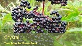  Presentation with berries - Audience pleasing PPT theme consisting of elderberries-or-sambucus-berries-fresh backdrop and a tawny brown colored foreground