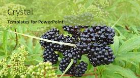  Presentation with berries - PPT theme enhanced with elderberries-or-sambucus-berries-fresh background and a yellow colored foreground