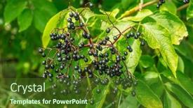  Presentation with berries - Presentation having elderberries-or-sambucus-berries-fresh background and a tawny brown colored foreground