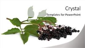  Presentation with fruit - PPT theme consisting of elderberry fruit on leaf sprig background and a white colored foreground