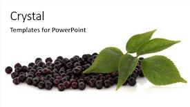 Presentation with fruit - Slides with elderberry fruit with leaf sprigs background and a white colored foreground