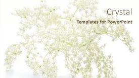  Presentation with brown sugar isolated on white - PPT layouts enhanced with elderberry-inflorescence-isolated-on-white background and a cream colored foreground