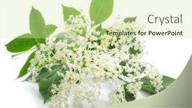  Presentation with history earth globe isolated white - Audience pleasing PPT layouts consisting of elderberry-inflorescence-isolated-on-white backdrop and a soft green colored foreground
