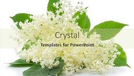  Presentation with octopus on isolated white - PPT layouts featuring elderberry-inflorescence-isolated-on-white background and a soft green colored foreground