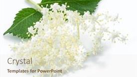  Presentation with background - Cool new slides with elderberry-inflorescence-isolated-on-white backdrop and a lemonade colored foreground