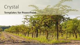  Presentation with hungary - Amazing slide set having elderberry-orchard-in-central-hungary backdrop and a soft green colored foreground