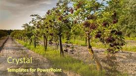  Presentation with hungary - Amazing PPT theme having elderberry-orchard-in-central-hungary backdrop and a tawny brown colored foreground