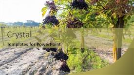  Presentation with hungary - Presentation design consisting of elderberry-orchard-in-central-hungary background and a yellow colored foreground