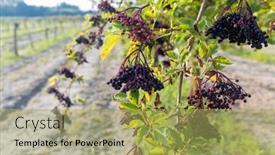  Presentation with orchard - Cool new PPT theme with elderberry-orchard-in-central-hungary backdrop and a yellow colored foreground