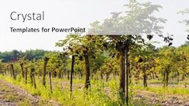  Presentation with monetary policy implemented by central banks - Presentation consisting of elderberry-orchard-in-central-hungary background and a  colored foreground