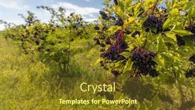  Presentation with orchard - Audience pleasing presentation design consisting of elderberry-orchard-in-tokaj-region backdrop and a tawny brown colored foreground